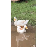 Ducky do