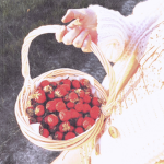 ~TheStrawberryFarm~