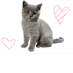 Kitty Cat Group :3