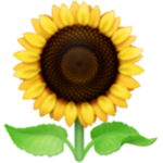 sunflower.squad.aesthetic