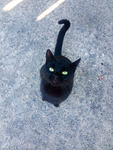 Black cats aren’t bad luck.