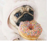 EQUIPO PUG