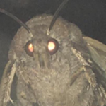 S̵͈̕a̷̱͗f̴̙̈́ȅ̵̜