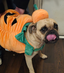 Levi(My dog )fans only