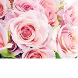 ~home of flowers~