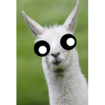 Llamas and friends!