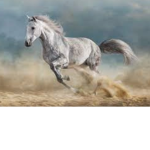 ~American Star Stables~