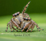 -- + ~ spiders ~ + --