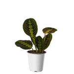 WORK PLANT