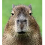 The awesome capybara group