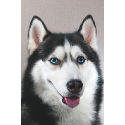 husky's
