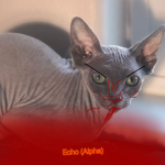 Echo (Alpha) Official Group