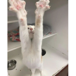 Pollito, ke pasa?