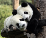XxPanda_AestheticxX