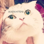 Silvers Kittens