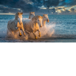 Horsie galls
