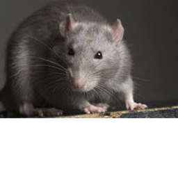 Button Making Simulator Rats !
