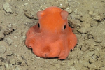 OctoCake