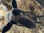 Sheep for life