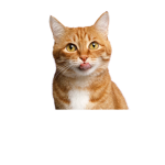 Cats agency