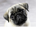 Cutie_Pugs