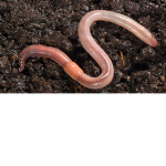 earthworm community
