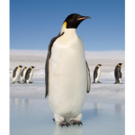 Penguins day