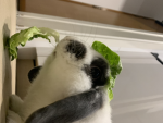 Rabbits are the best