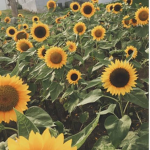 sunflower feildsss