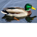 Yucky Ducky’s