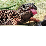 GeckoGroup (GG)