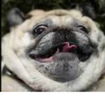 DJ pug