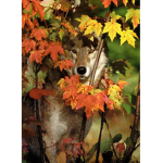 The Fallen Leaves Wolf Pack
