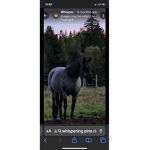 Horsey heard club riding academy