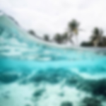 ・ OASIS ・