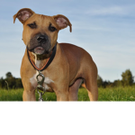 VenomousPitbulls