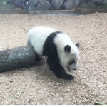 The panda group army