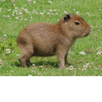 romani loves guinea piggys