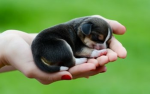 Dogspuppys