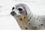 Seal Squad [OFFICAL]