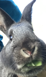 The cult of bon’s the rabbit