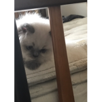 Pillowws