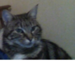 The Cat Society