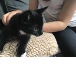 Pom Pom kitty