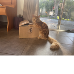 Cat-astrophe