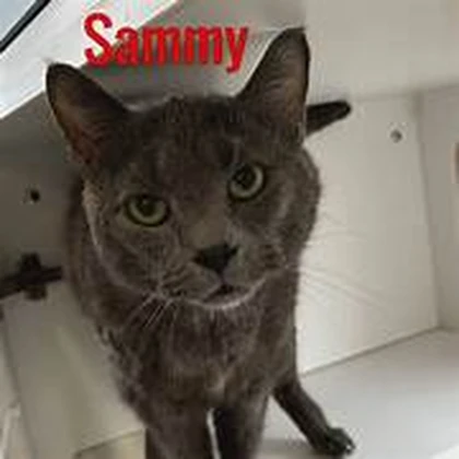 Sammy_Official Fan Group! Roblox group icon