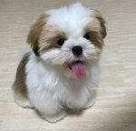 dugdug