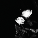 Solace & Noven