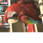 Le Bird Army