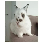 Fluffed